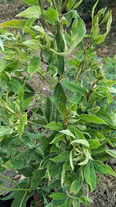 Thrips - Pigeon Pea & Red Gram