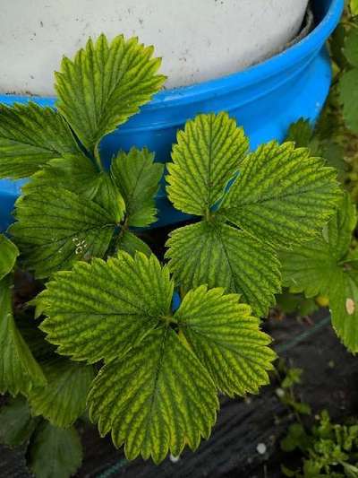 What to Do When Strawberry Leaves Turn Yellow  
