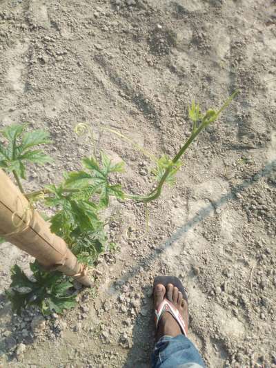শশার মোজাইক ভাইরাস রোগ - পেঁপে