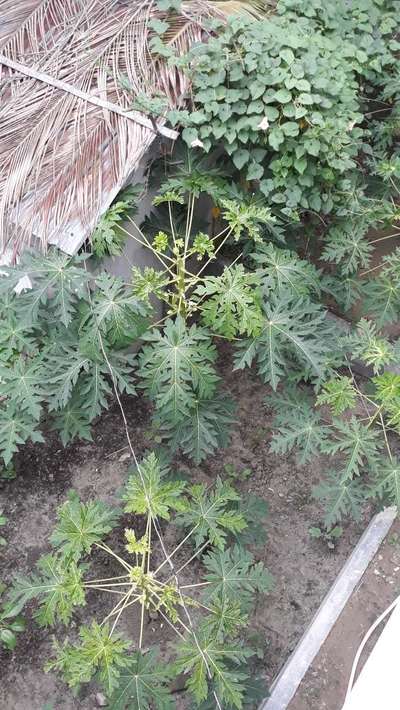 পেঁপের ভাইরাসঘটিত পাতা মোড়ানো  রোগ - পেঁপে