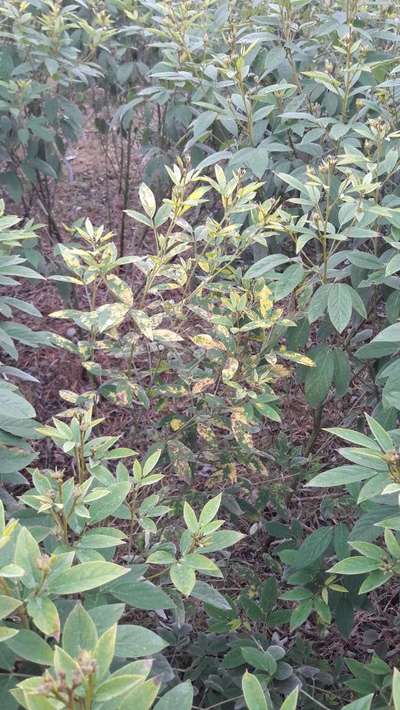 Pesticide Burn - Pigeon Pea & Red Gram