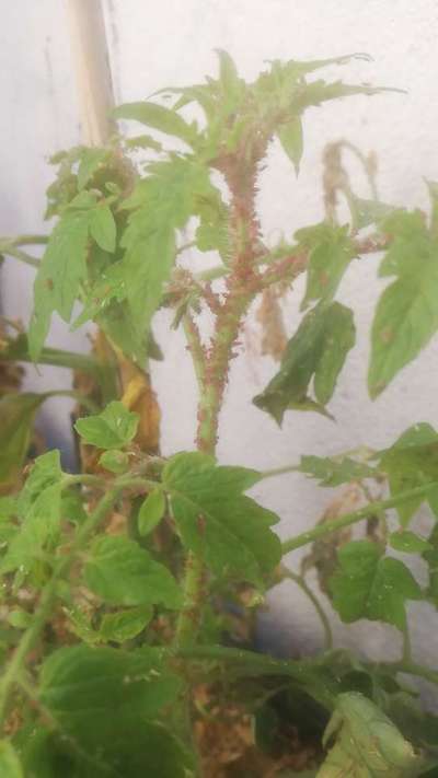 Pucerons - Tomates
