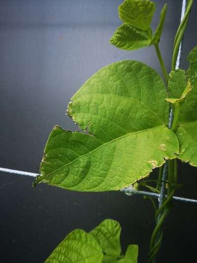 Cercospora Leaf Spot of Legumes - Bean