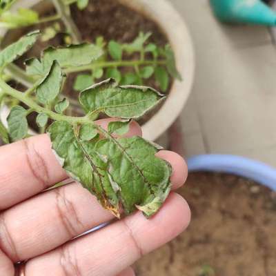 Leaf Curl in Tomato - Tomato