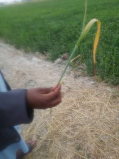 Stem Borer - Wheat