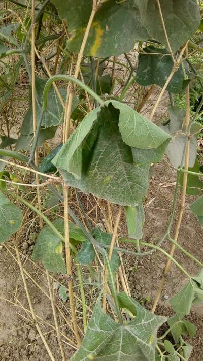 Gummy Stem Blight of Cucurbits - Pumpkin