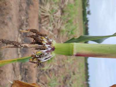 Foot and Collar Rot - Maize