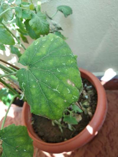 Chilli Cercospora Leaf Spot - Okra