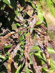 Powdery Mildew - Mango