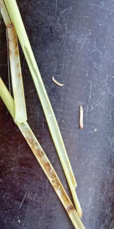 Yellow Stem Borer - Onion