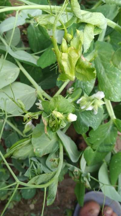 Pea Pod Borer - Pea