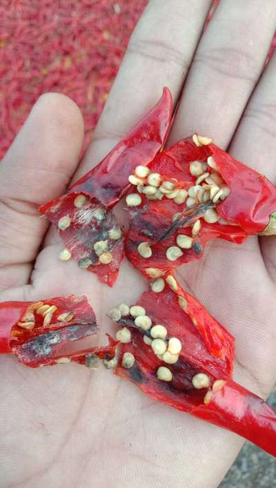 Bacterial Soft Rot of Pepper - Capsicum & Chilli