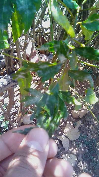 Powdery Mildew - Pomegranate