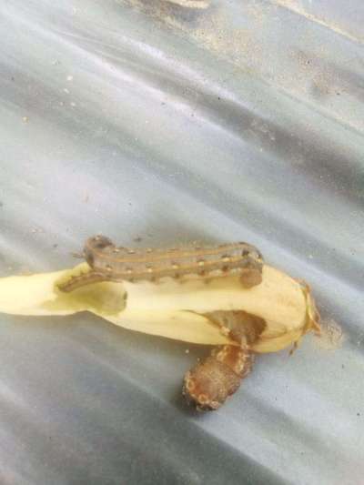 Tobacco Caterpillar - Papaya