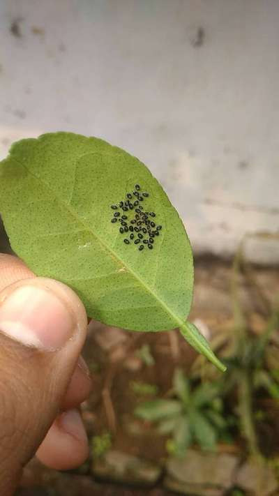 Black Citrus Aphid - Citrus