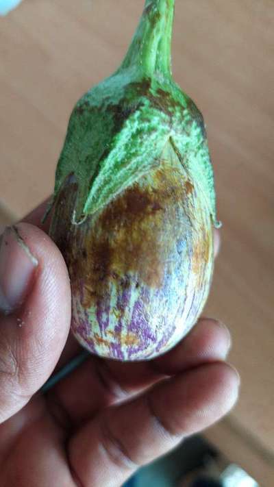 Brinjal Shoot and Fruit Borer - Brinjal