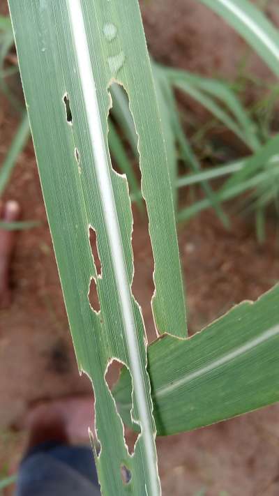 விழு படைப்புழு - கரும்பு