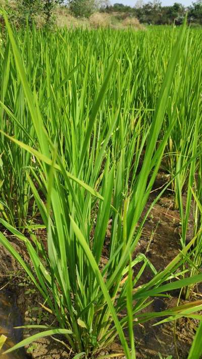 Short horned Grasshopper and Locust - Rice