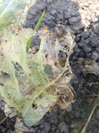 Tobacco Caterpillar - Cabbage