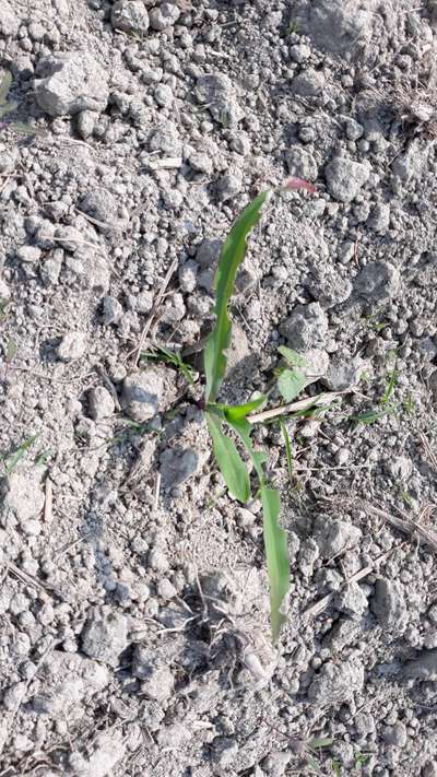 Oriental Armyworm - Maize