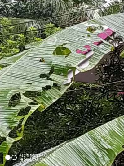 Tobacco Caterpillar - Banana