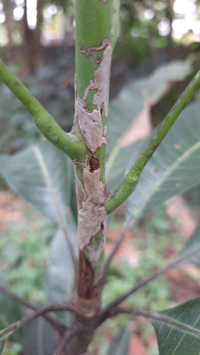 Mango Stem Borer - Mango