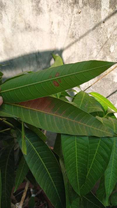Sunburn - Mango