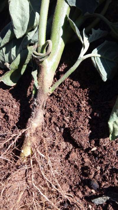 Murcha-bacteriana - Berinjela