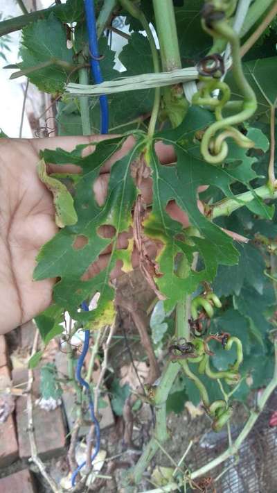 Tobacco Caterpillar - Grape