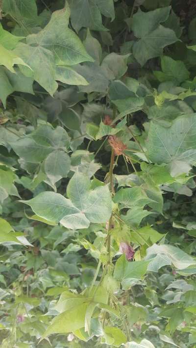 Powdery Mildew - Cotton