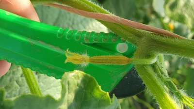 Calcium Deficiency - Cucumber