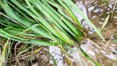 Brown Planthopper - Rice