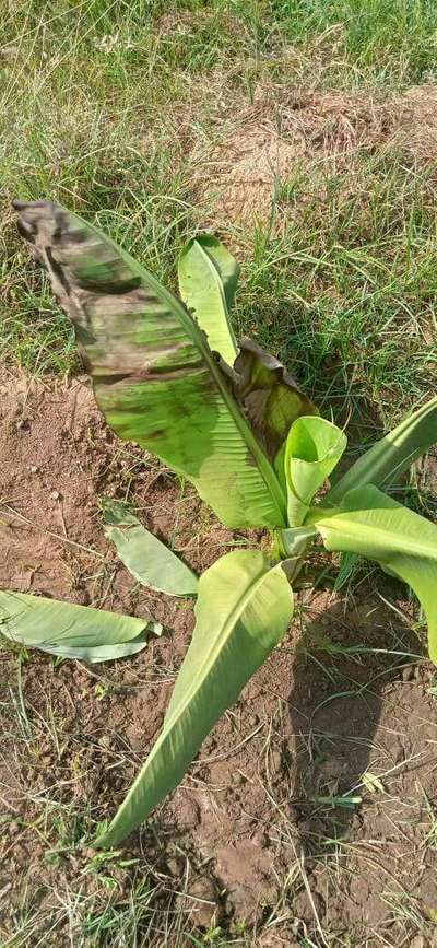 Pesticide Burn - Banana