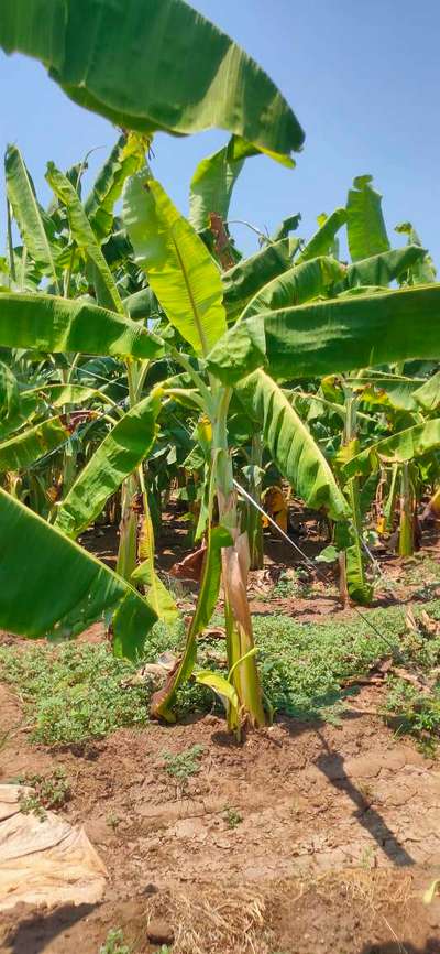 Calcium Deficiency - Banana