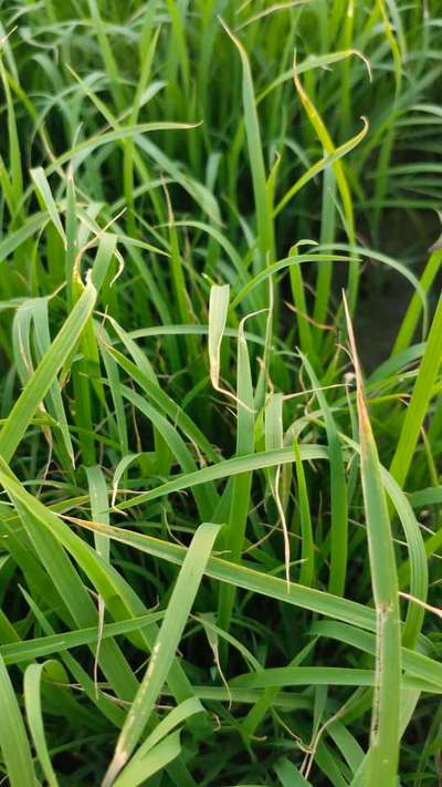 Bacterial Blight of Rice - Rice