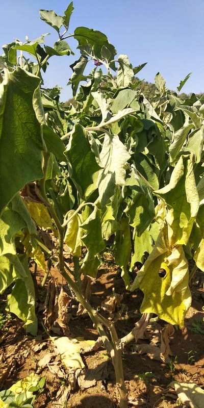 Brinjal Shoot and Fruit Borer - Brinjal