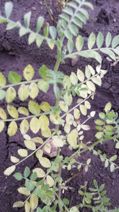 Fusarium Wilt - Chickpea & Gram