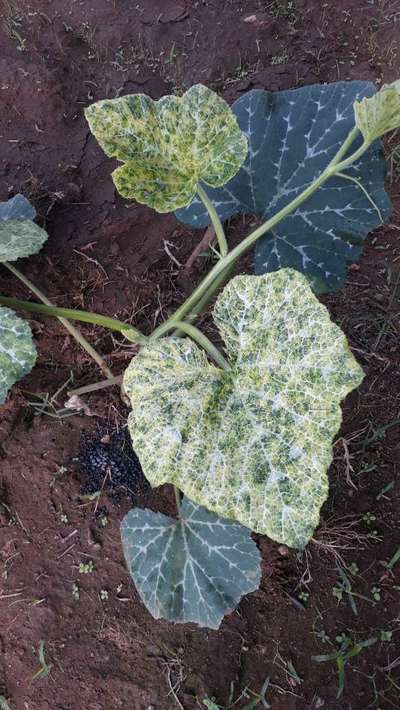 Cucumber Mosaic Virus - Pumpkin