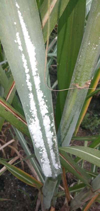 ಉಣ್ಣೆಯ ಗಿಡಹೇನು - ಕಬ್ಬು