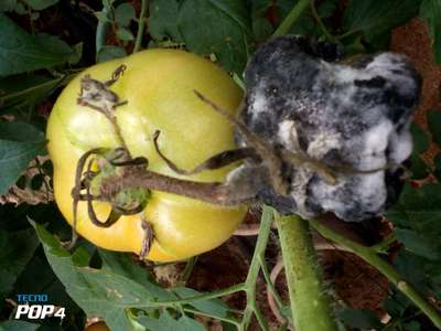 Botrytis Blight - Tomato