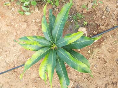 Leaf Variegation - Mango