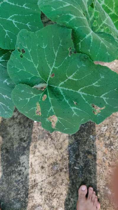 Flea Beetles - Pumpkin