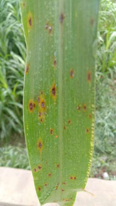 Pyricularia Leaf Spot - Millet