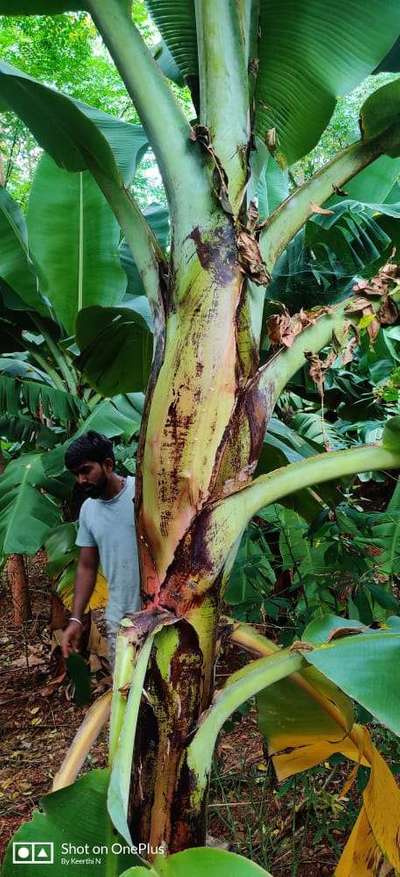 Boron Deficiency - Banana