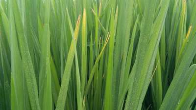 Potassium Deficiency - Rice