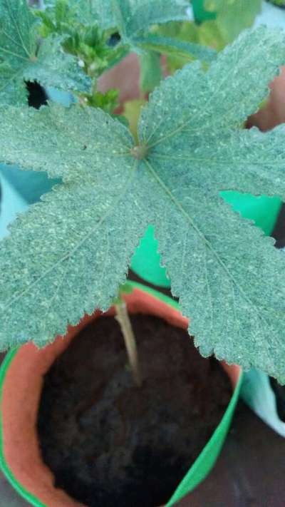 சிலந்தி பேன்கள் - வெண்டக்காய்