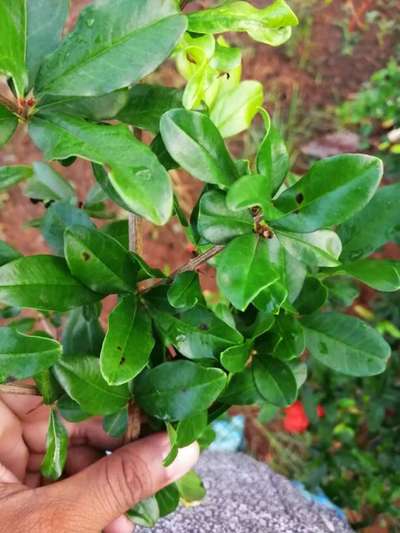 ದಾಳಿಂಬೆಯ ದಂಡಾಣು ಅಂಗಮಾರಿ ರೋಗ - ದಾಳಿಂಬೆ