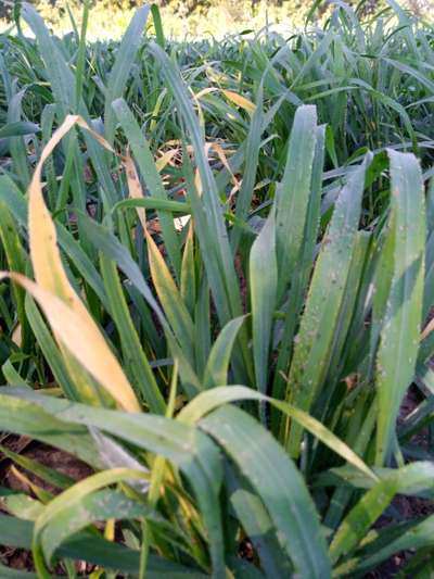 Aphids - Wheat