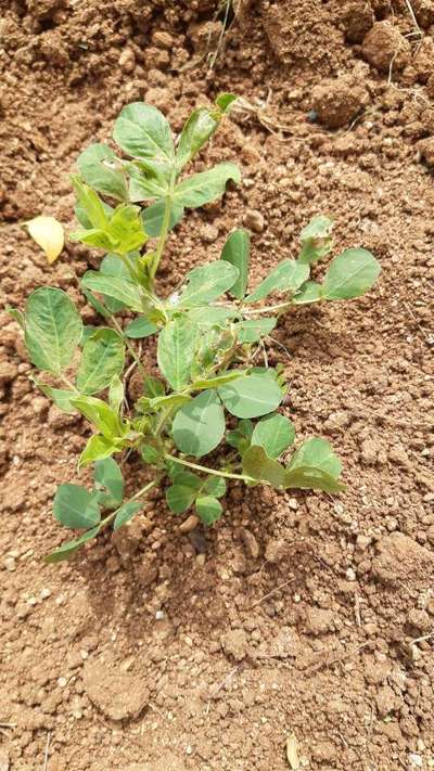 Leafhoppers and Jassids - Peanut