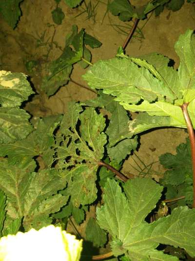 Leaf Miner Flies - Okra